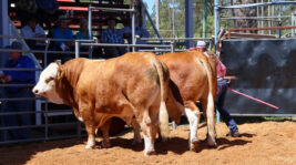 Eidsvold Simmental & Fleckvieh Bull Sale – Saturday 29th August 2026