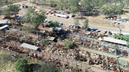 Next Eidsvold Livestock and Property Sale  – Wednesday 11th November 2026