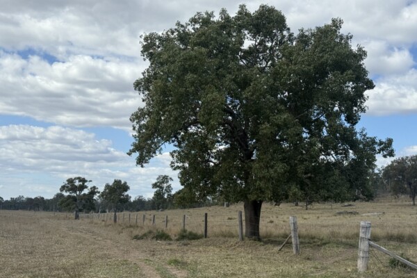 Glenleigh, Qld 4630 australia