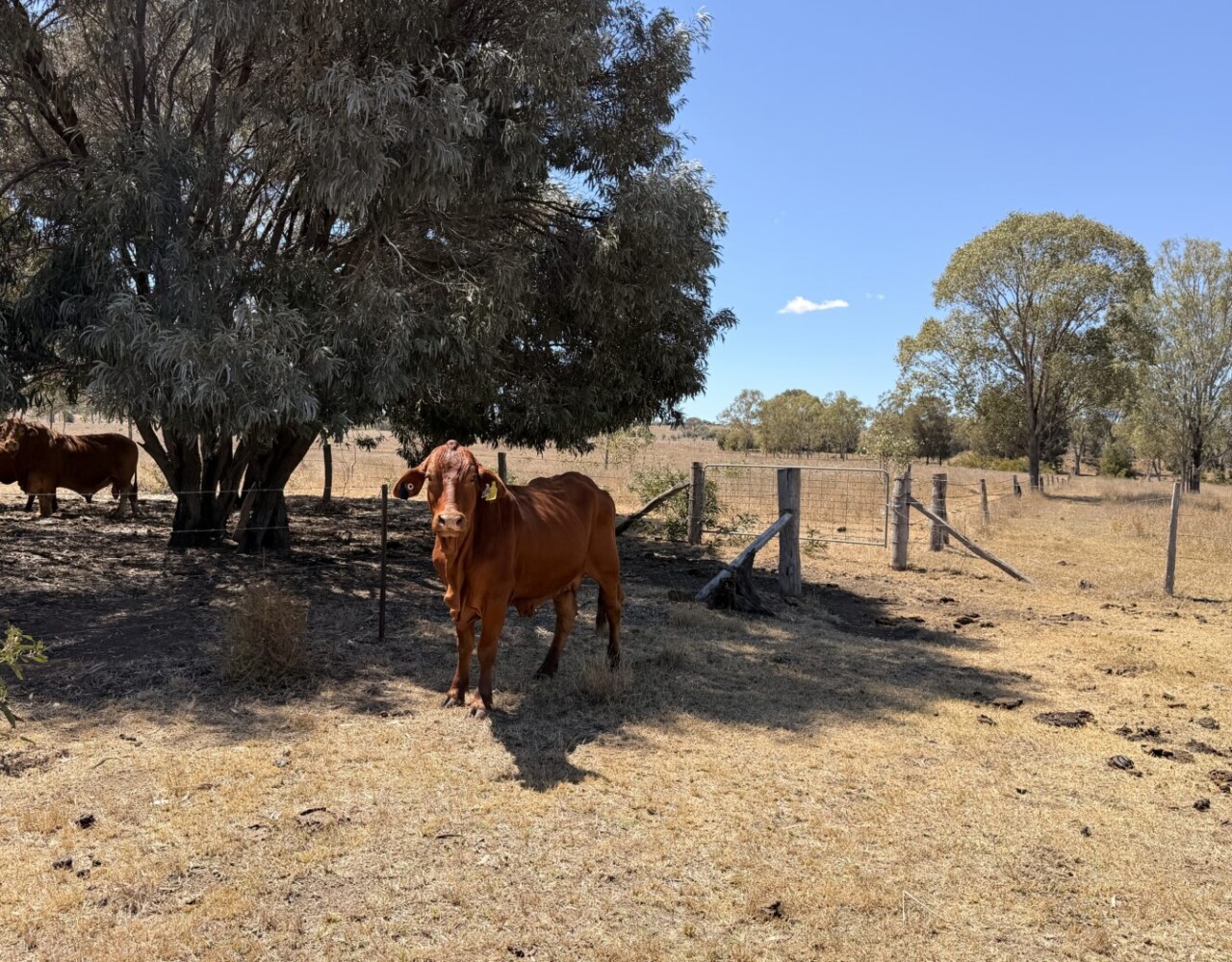 104 Luthje Road, Monto, QLD 4627