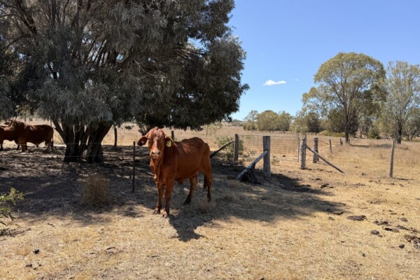 104 Luthje Road, Monto, QLD 4627