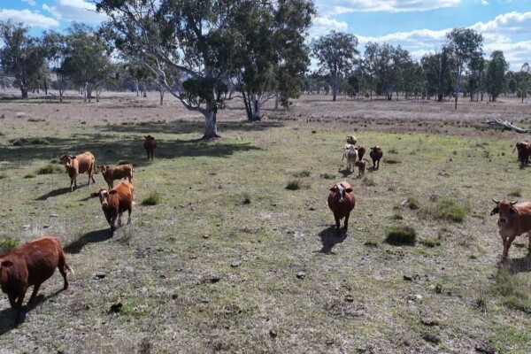 Glenleigh, Qld 4630 australia